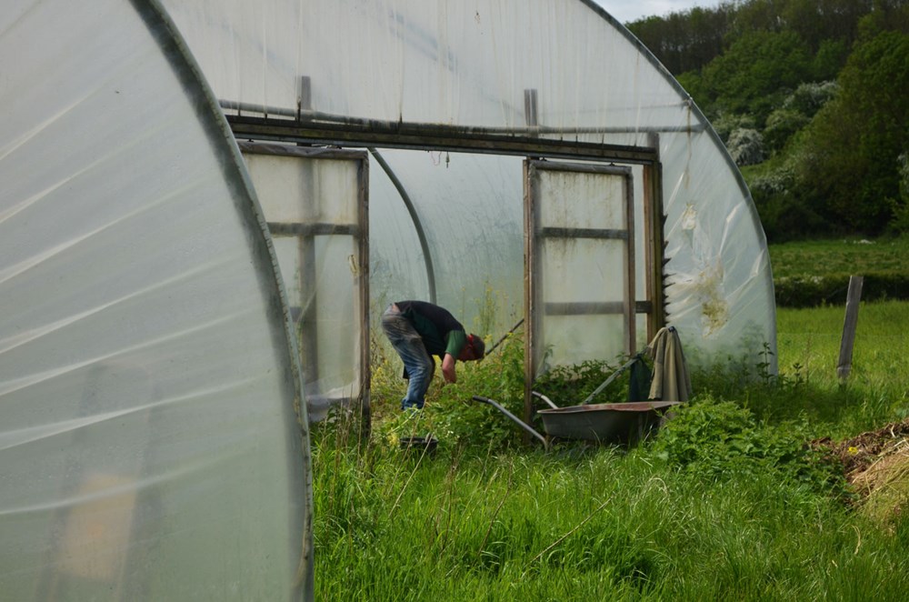 man uprooting vegetables in a polytunnel at sims hill