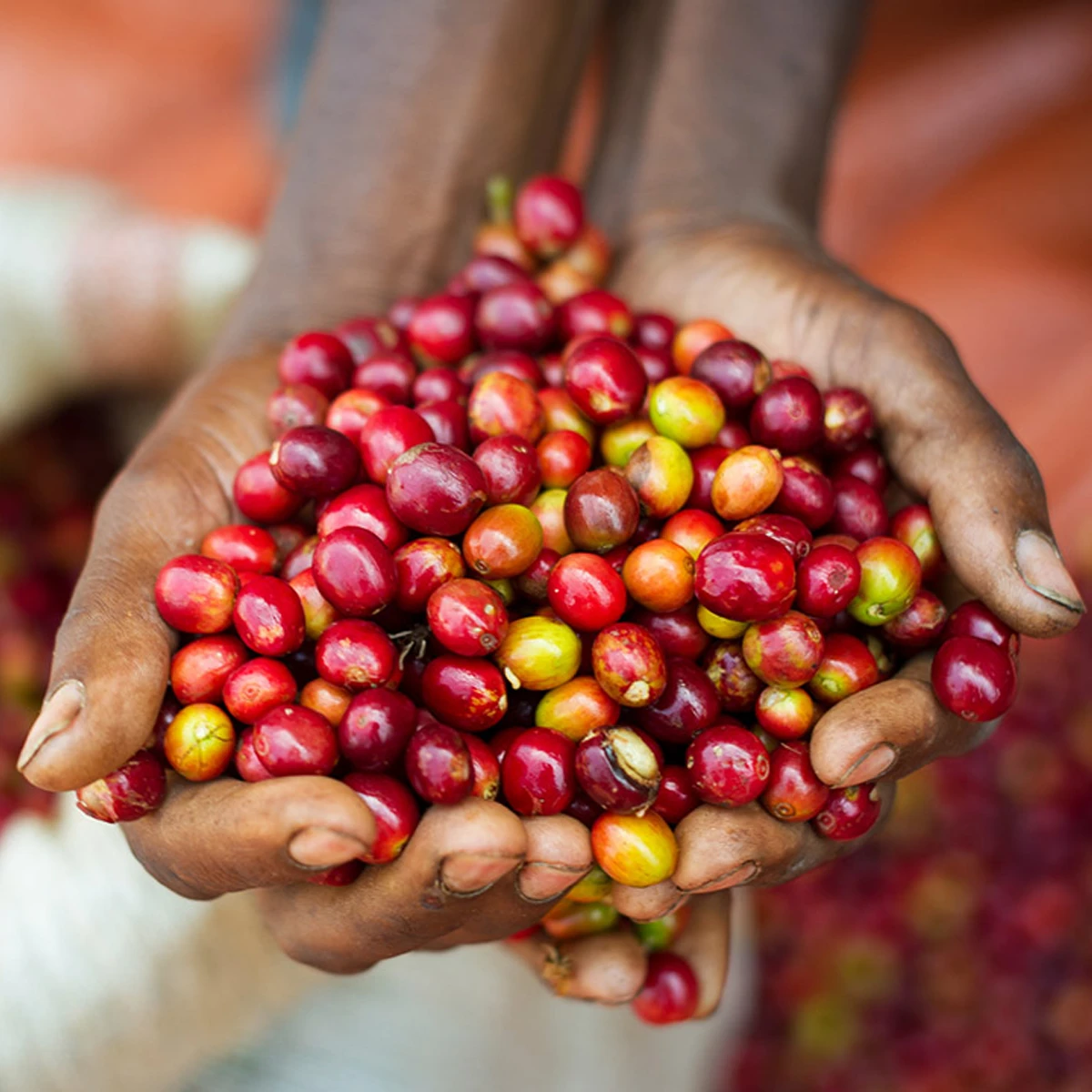 A hand cupped together holding fairtrade produce