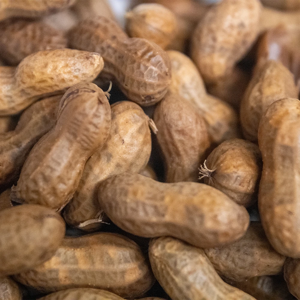 Peanuts in their shell