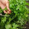 A. Vogel Herb Low Salt Salt Substitute  (6 x 125g)(Org)