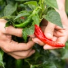 A. Vogel Herbamare Spicy Sea Salt  (6 x 125g)(Org)
