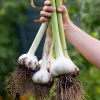 A. Vogel Herbamare Original (6 x 250g)(Org)