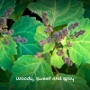 Friendly Soap Natural Soap On A Rope - 'Woody' Patchouli & Sandalwood (6x125g)