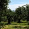 The Real Olive Company Unfiltered Extra Virgin Olive Oil 100% (6 * 750ml)(Org)