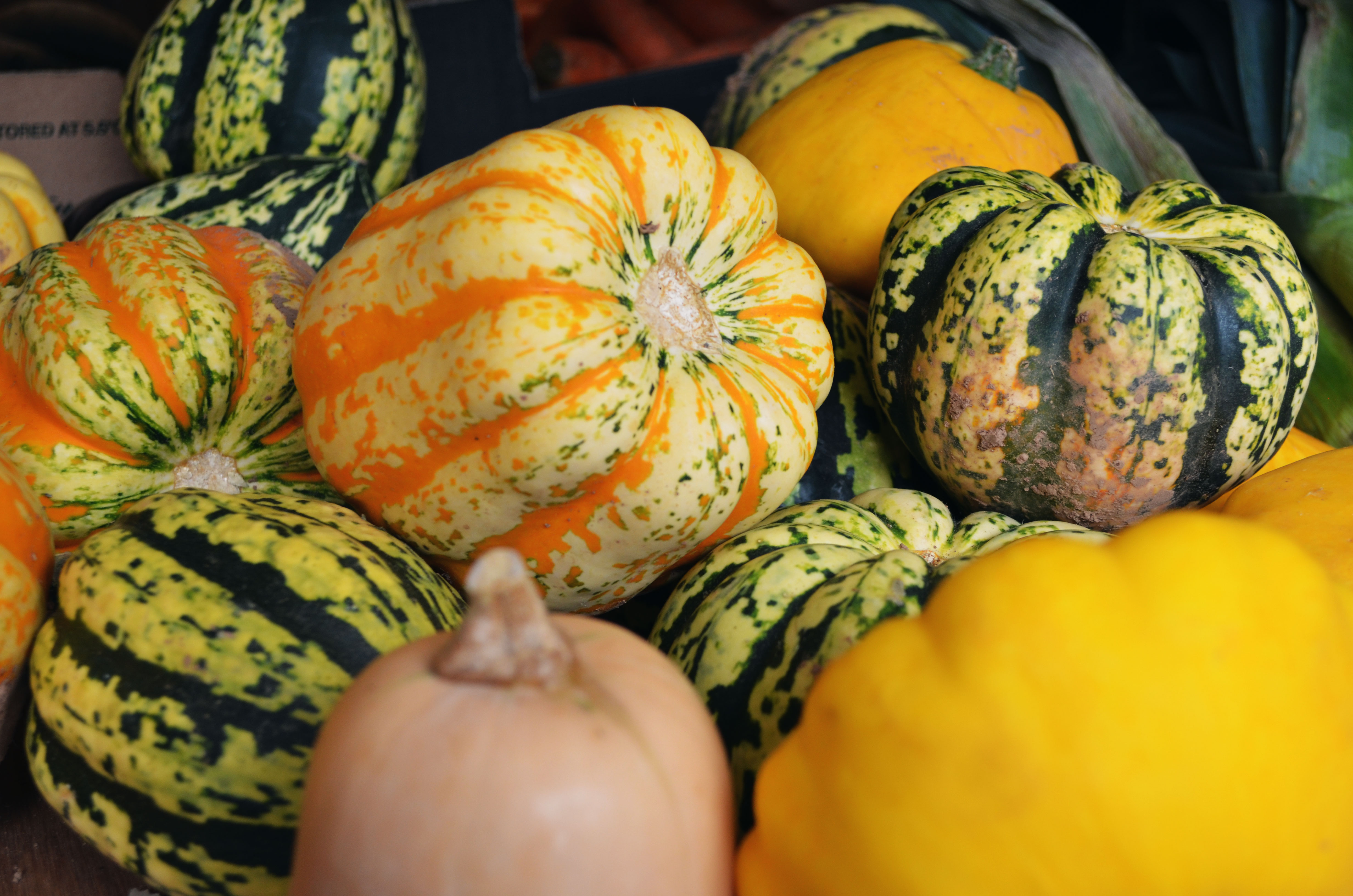 A selection of gourds